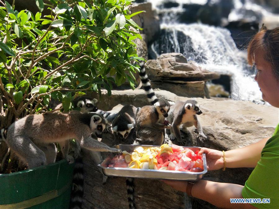 Beijing Wildlife Park helps animals to cool down in summer day