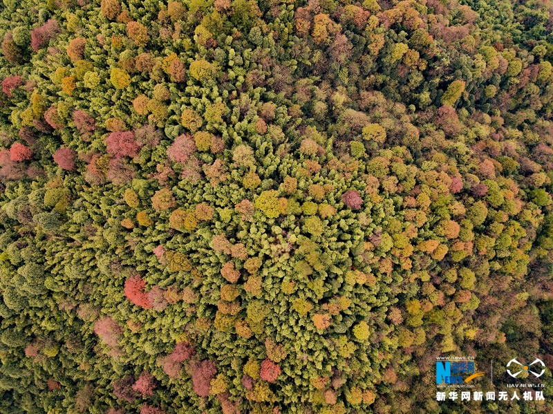 航拍江西宜丰官山自然保护区五彩斑斓胜似春景