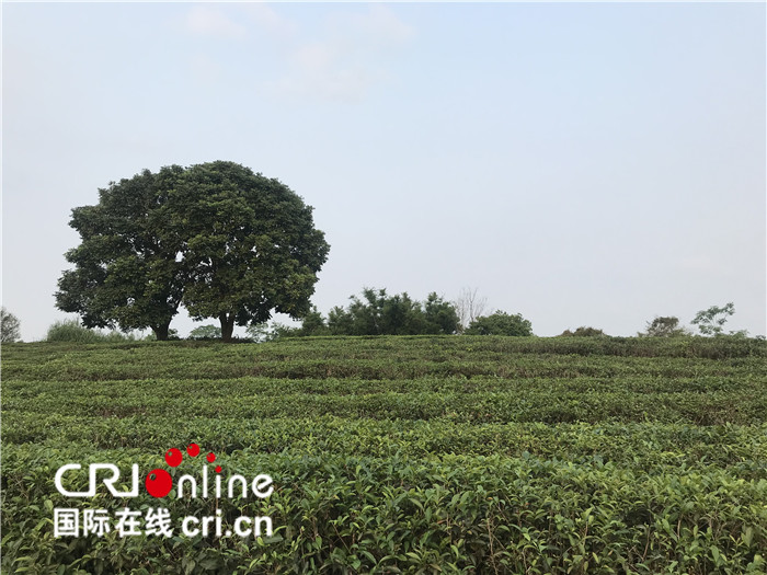 【有修改】【A】加工优质茶叶打品牌 玉林市兴业县茶农收入翻倍再翻倍