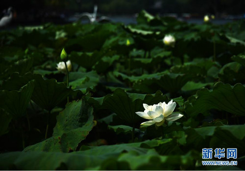 图片默认标题_fororder_1124751740_15631070456101n