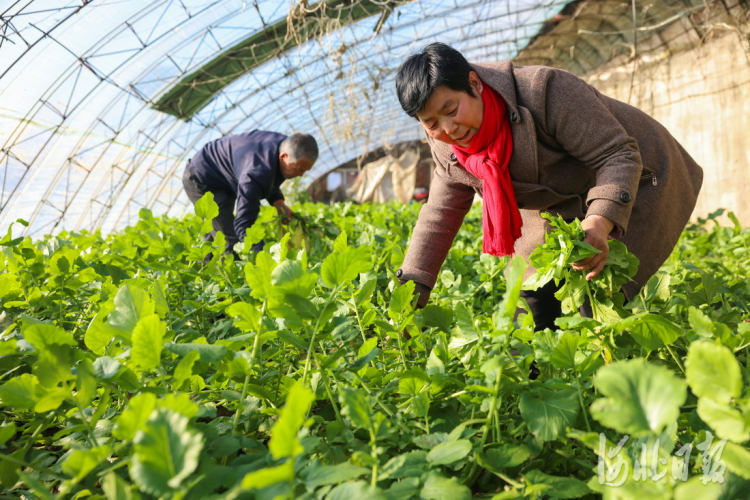 河北遷西：反季蔬菜助農增收