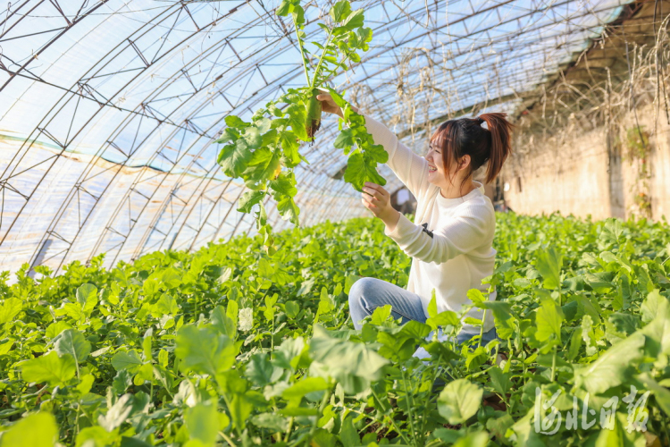 河北遷西：反季蔬菜助農增收