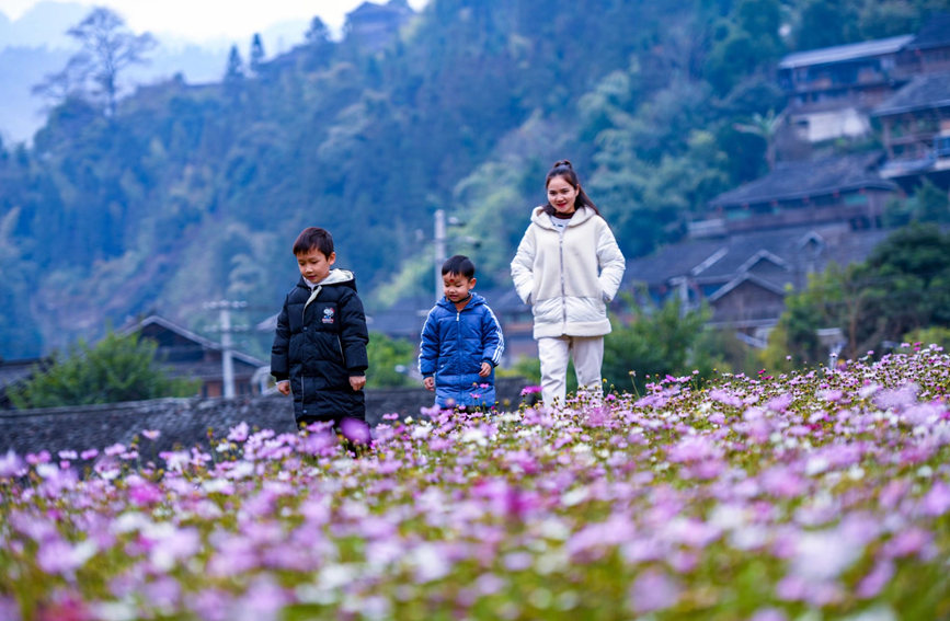 广西龙胜：格桑花开引游人