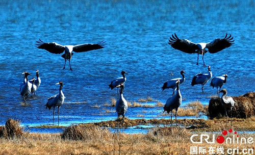 贵州威宁将举办2017中国草海国际观鸟节活动