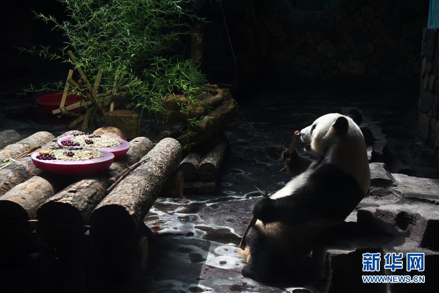 濟南：大熊貓享清涼