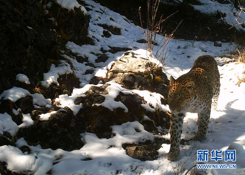 監測顯示瀾滄江源頭地區成金錢豹重要棲息地