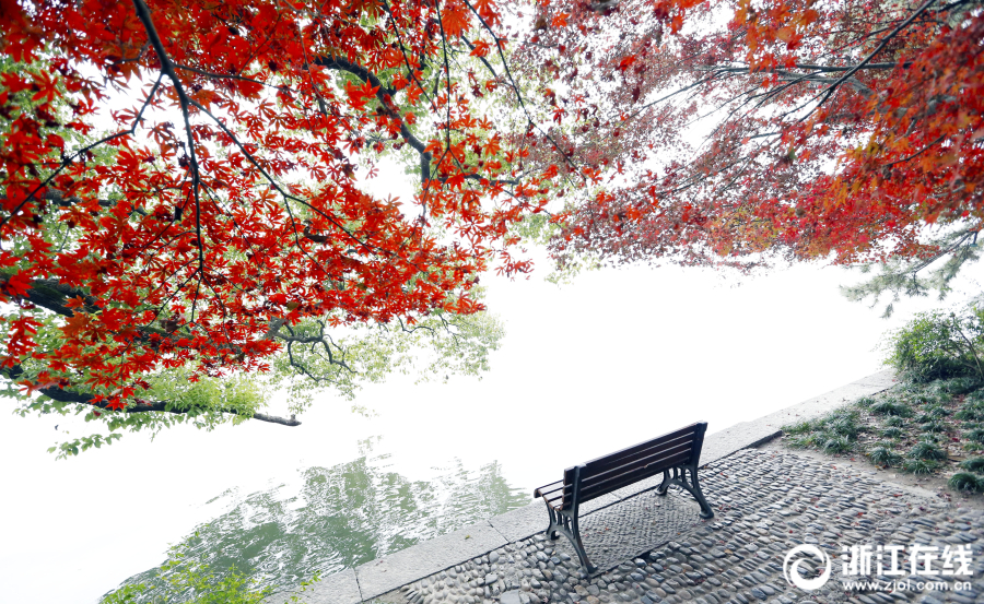 美爆了！杭州“大雪”無雪 西湖上演片片紅葉情