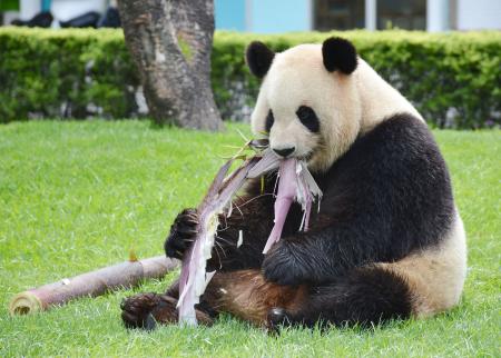 日本为熊猫“良滨”庆祝母亲节 竹笋当礼物(图)