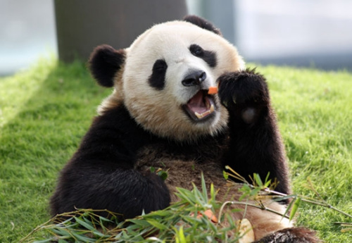 日本为熊猫“良滨”庆祝母亲节 竹笋当礼物(图)