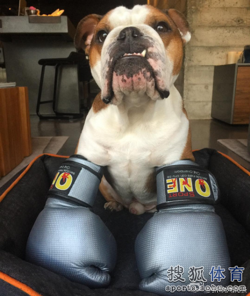 加拿大斗牛犬爆红 打冰球勇猛最爱坐直升机(图)