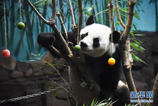 图片默认标题_fororder_20190716panda8