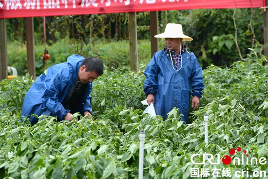 貴州省2019年辣椒種植鑒定會在清鎮舉行