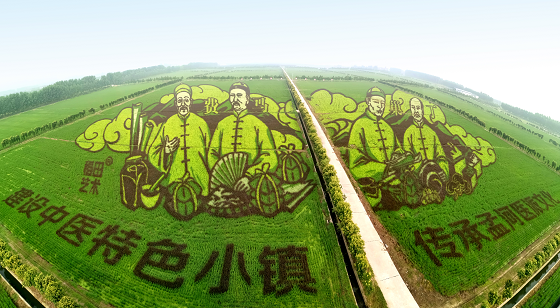 在常州，他們把水稻種成了畫