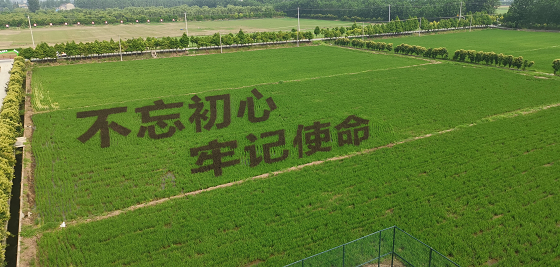 在常州，他們把水稻種成了畫