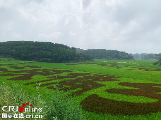 【看長江之變】“綠色”成為主色調 看重慶如何助推長江經濟帶發展