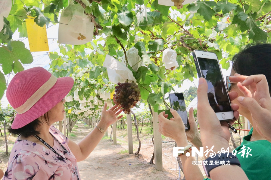 【焦點圖】2019福州·瑯岐葡萄旅遊節20日開幕 記者帶你提前探訪