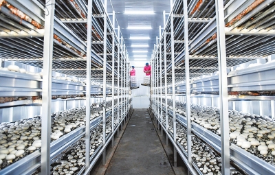 【城市远洋】【要闻-文字列表】【河南在线-文字列表】洛阳市：加快推进县域经济高质量发展