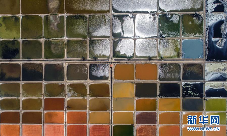 山东荣成：夏日“调色板”