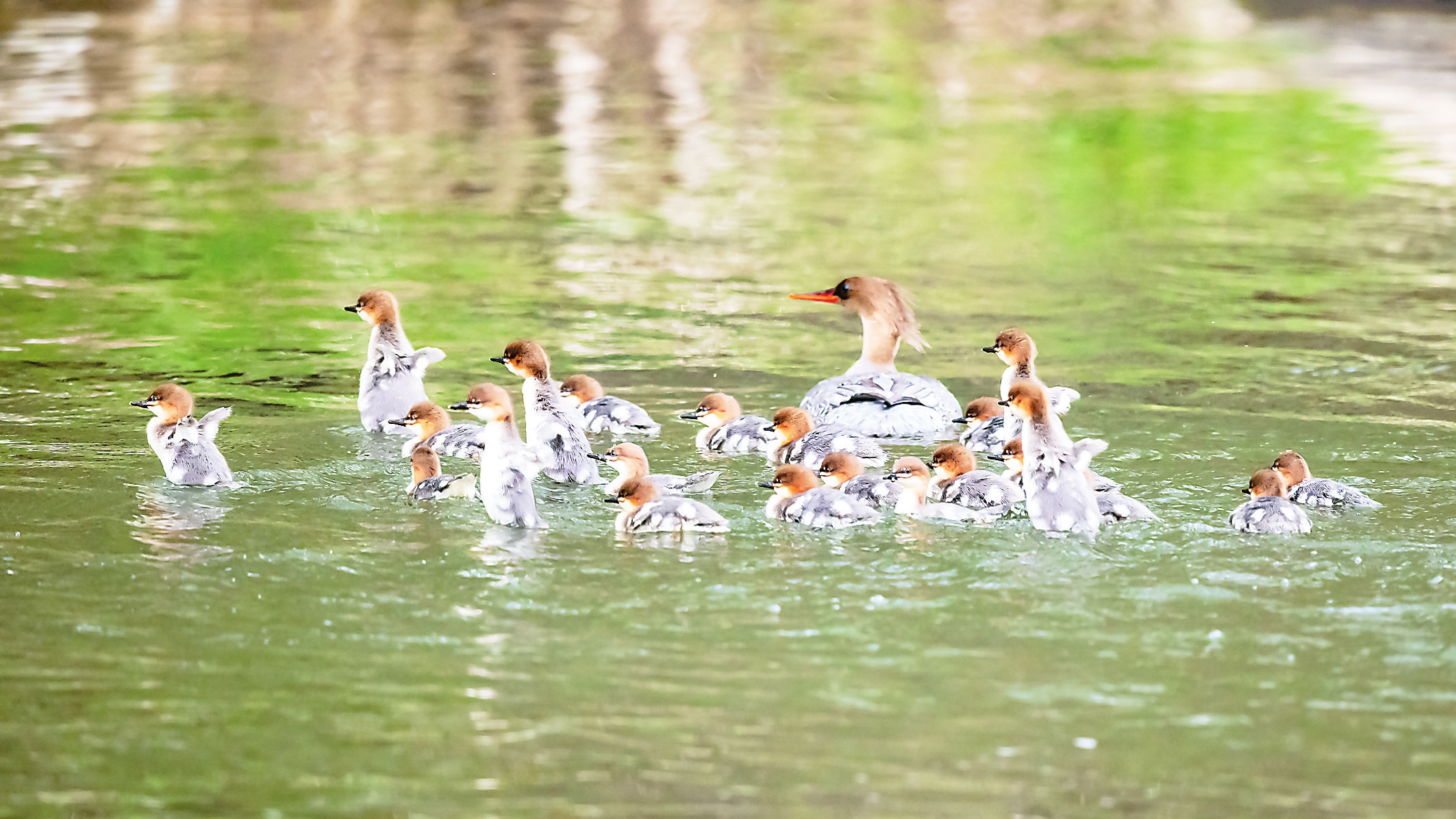 长白山生态环境保护工作已初见成效