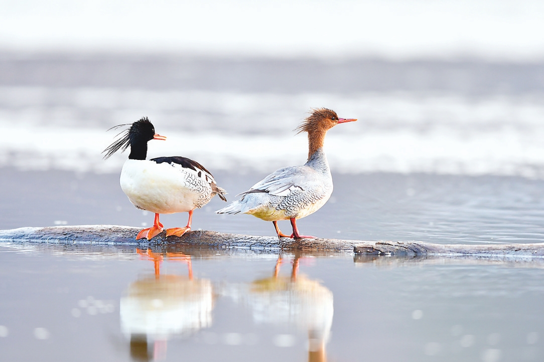 长白山生态环境保护工作已初见成效