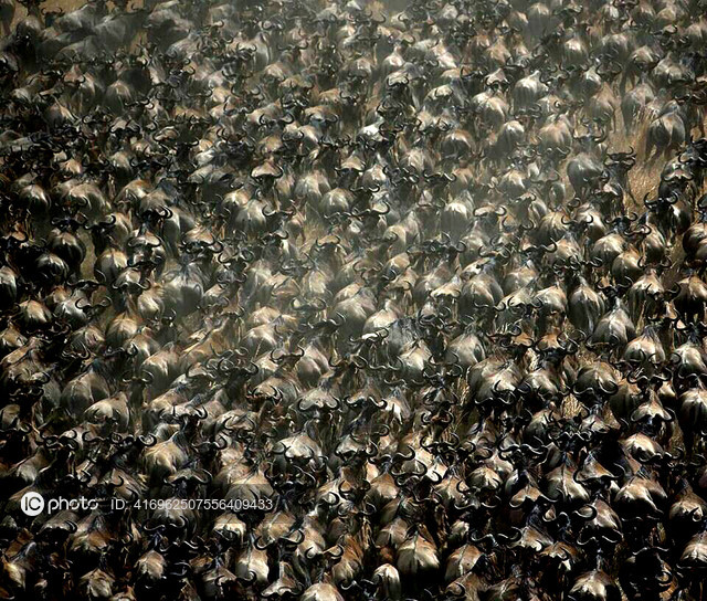 图片默认标题_fororder_野生动物-3