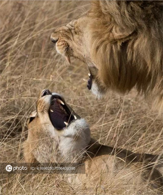 图片默认标题_fororder_野生动物-4