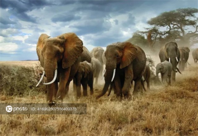 图片默认标题_fororder_野生动物-7