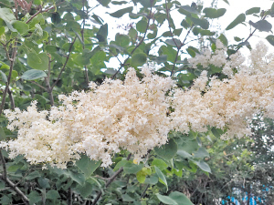 暴马丁香街头盛放