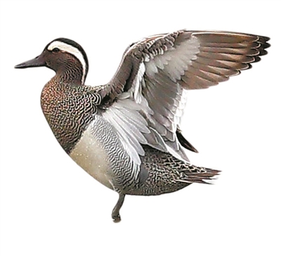 广州海珠湿地将代表中国角逐“迪拜奖”