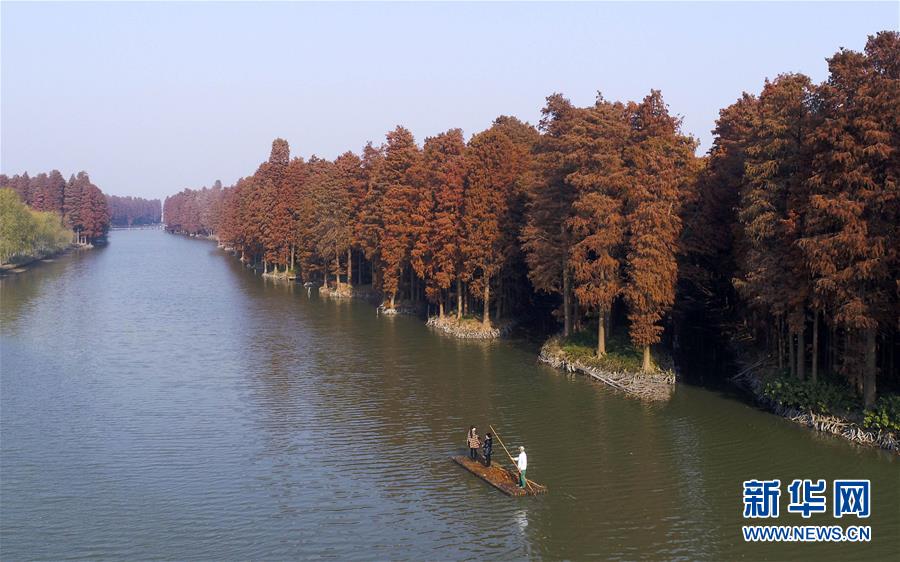 江苏兴化：水上森林冬景美