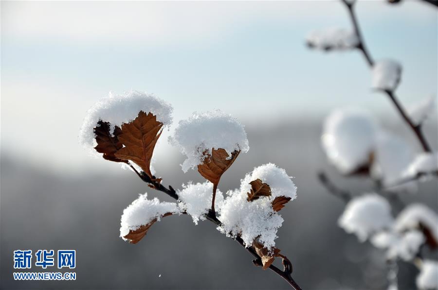 呼伦贝尔：雪淞压枝头