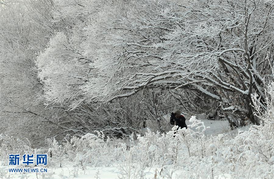 呼伦贝尔：雪淞压枝头