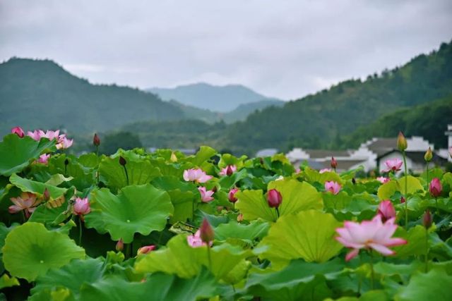 朱 虹 劉 暉：“映日荷花”楊萬里