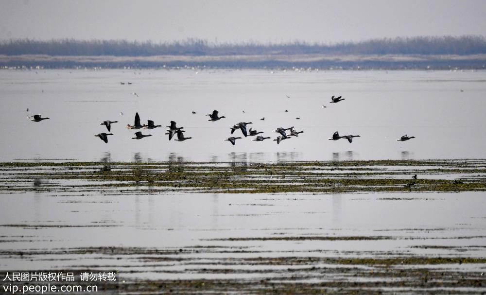 江西鄱陽湖迎來越冬候鳥遷徙高峰