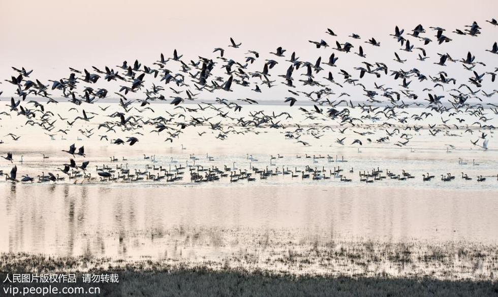 江西鄱阳湖迎来越冬候鸟迁徙高峰