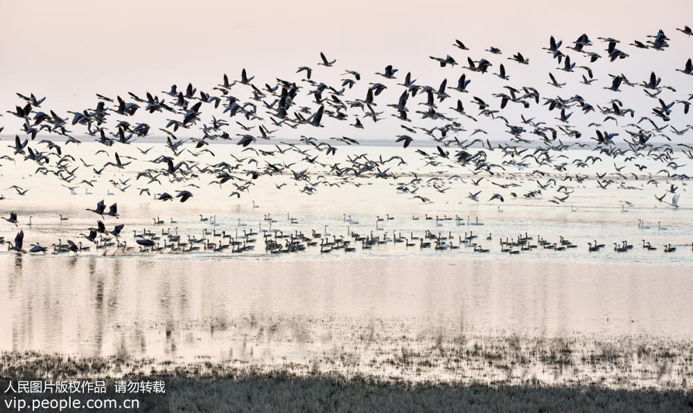江西鄱陽湖迎來越冬候鳥遷徙高峰