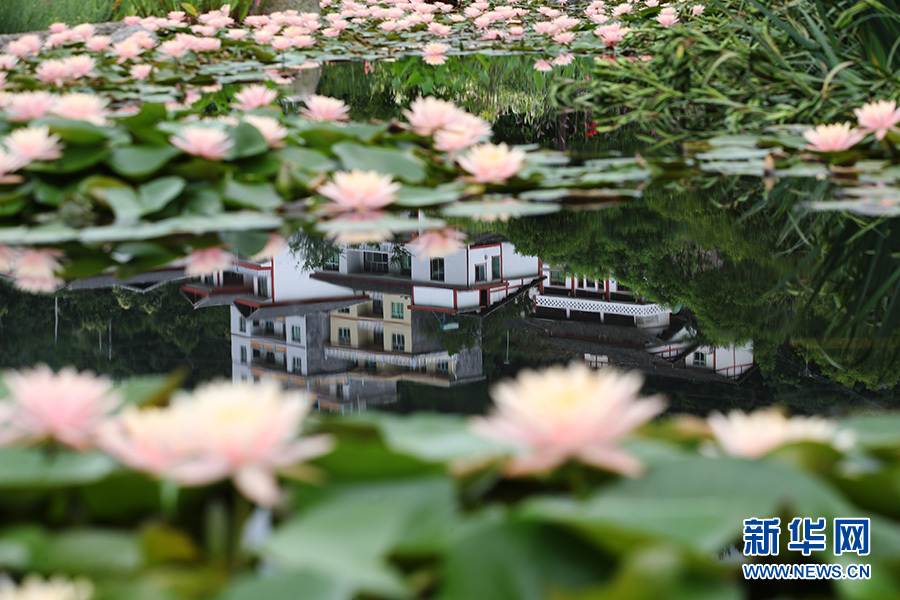 【城市远洋】【焦点图】重庆黔江：睡莲朵朵开 农家美如画