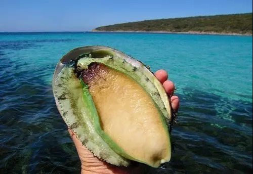 青边鲍（Greenlip） 尺寸介于132mm-145mm之间_fororder_0 (1)