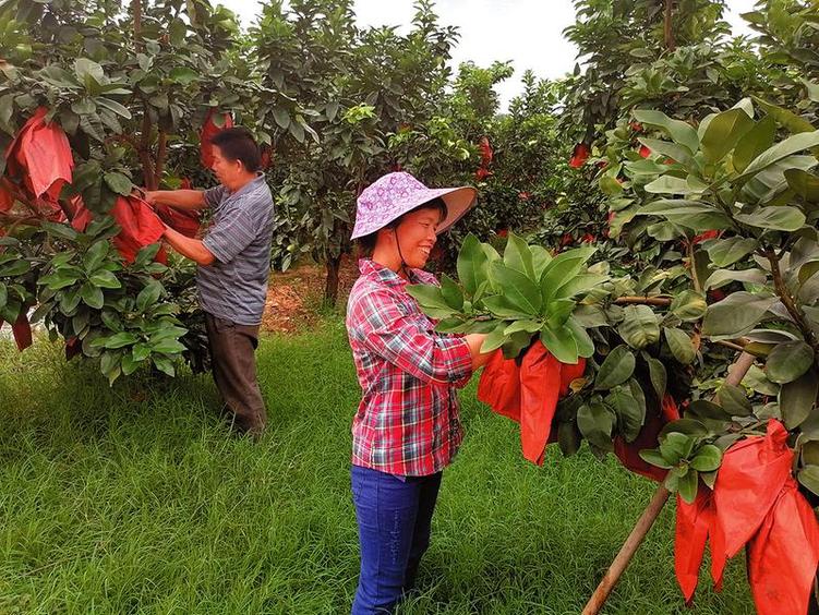 特色种植助脱贫 蜜柚甜了农民心 隆安县古潭乡育英村今年种植三红蜜柚预计收入有千万元