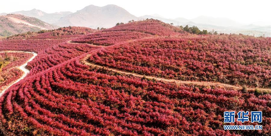 安徽廬江：藍莓入冬時 紅葉滿山坡