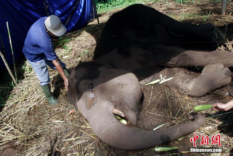 印尼萬隆最後一頭大象去世 大象眼角帶淚