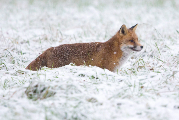 一只在雪地里觅食的狐狸