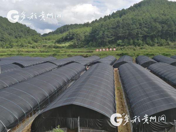 (大扶貧/市州)黃平:100戶貧困戶喜領産業扶貧“大禮包” (大扶貧/市州)黃平:100戶貧困戶喜領産業扶貧“大禮包”