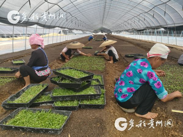 (大扶貧/市州)黃平:100戶貧困戶喜領産業扶貧“大禮包” (大扶貧/市州)黃平:100戶貧困戶喜領産業扶貧“大禮包”