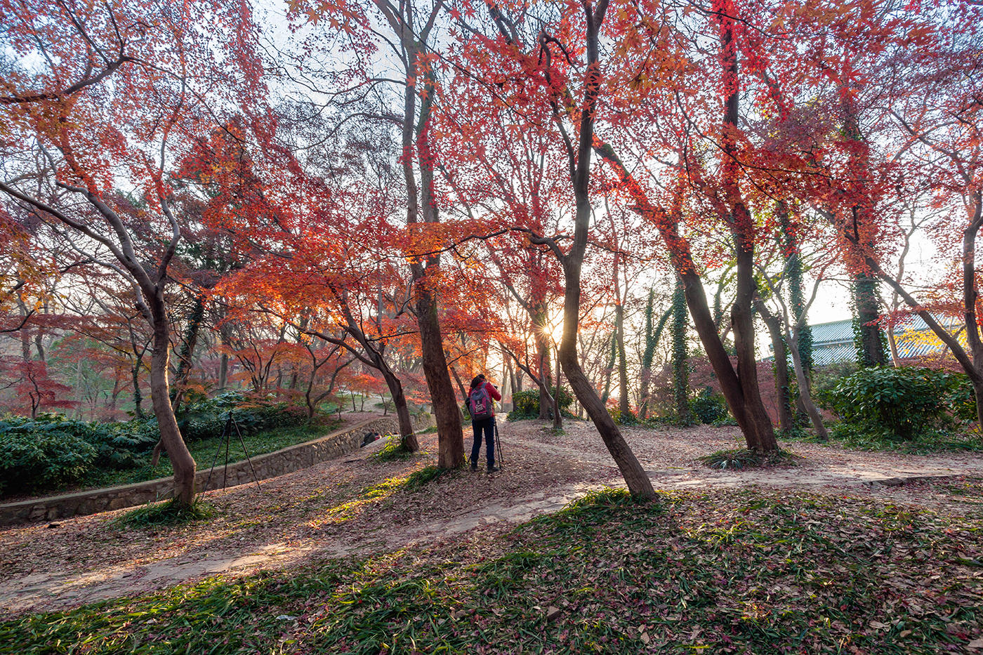 南京東郊紅楓崗已是“楓”情萬種