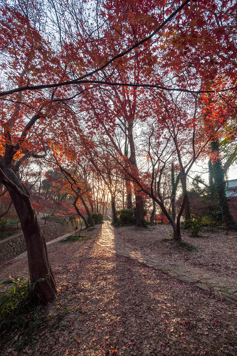 南京東郊紅楓崗已是“楓”情萬種