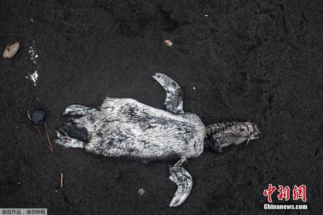 智利南部海域赤潮爆發 海洋生物死亡屍體鋪滿海灘