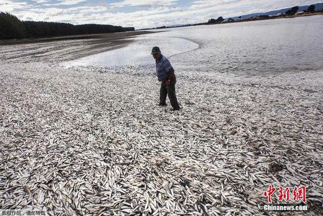 智利南部海域赤潮爆發 海洋生物死亡屍體鋪滿海灘