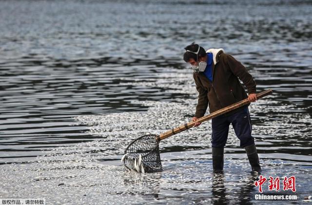 智利南部海域赤潮爆發 海洋生物死亡屍體鋪滿海灘