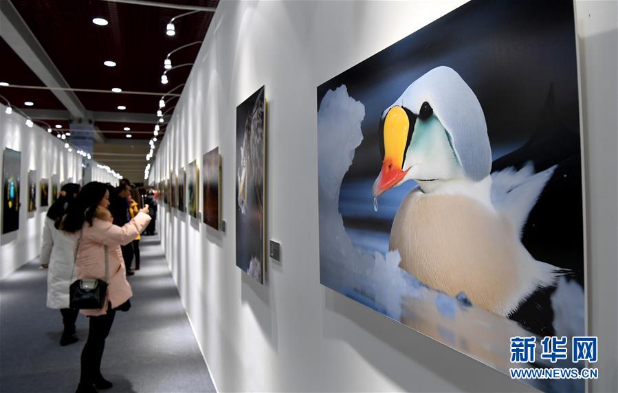 三门峡白天鹅·野生动物国际摄影大展开幕
